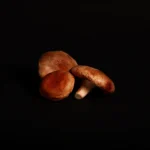 Champignon shitake