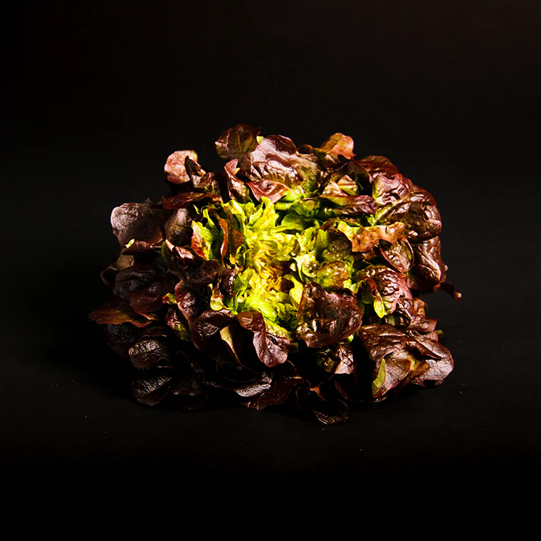Feuille de chene rouge